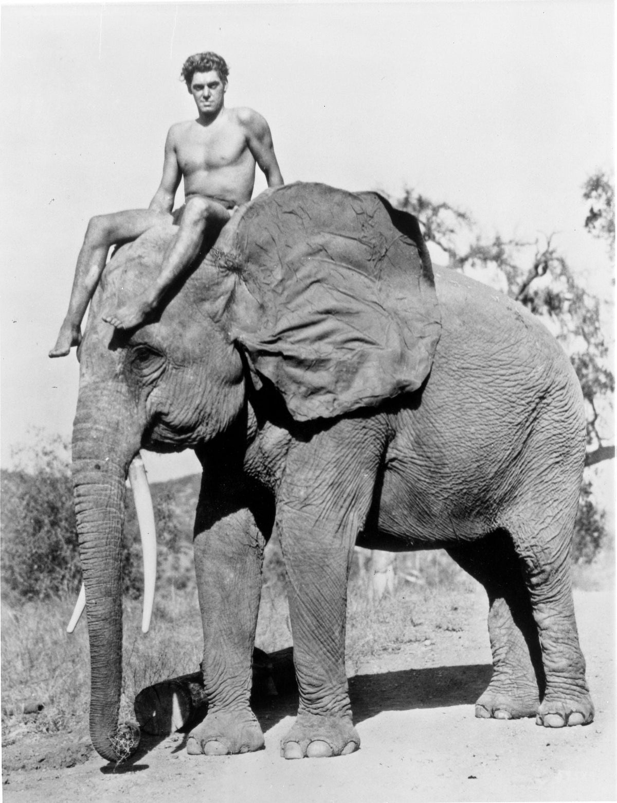 Johnny Weissmuller riding an elephant vintage photo print.