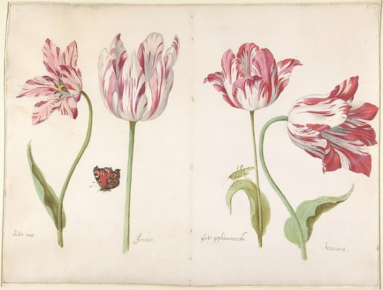 Four Tulips Poster Print by Jacob Marrel, vibrant floral art.