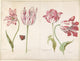 Four Tulips Poster Print by Jacob Marrel, vibrant floral art.