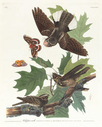 Whip-poor-will poster print by John James Audubon showcasing a beautiful bird illustration.
