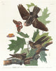 Whip-poor-will poster print by John James Audubon showcasing a beautiful bird illustration.