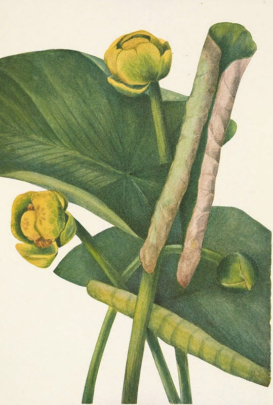 Spatterdock Nymphaea advena poster print by Mary Vaux Walcott