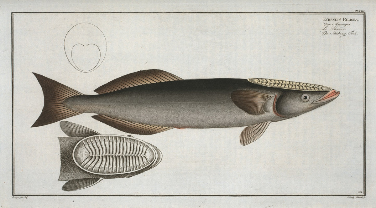 Echeneis Remora The Sucking-Fish art print by Marcus Elieser Bloch.