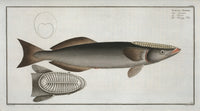 Echeneis Remora The Sucking-Fish art print by Marcus Elieser Bloch.