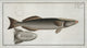 Echeneis Remora The Sucking-Fish art print by Marcus Elieser Bloch.