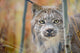 Portrait photo print of a Canada Lynx in Yukon, wildlife art.
