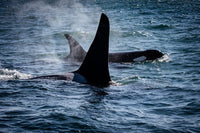 Southern Resident Killer Whales photo print in the Straight of Juan de Fuca.