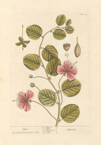 Caper flower poster print by Elizabeth Blackwell showcasing intricate details and vibrant colors.