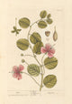 Caper flower poster print by Elizabeth Blackwell showcasing intricate details and vibrant colors.