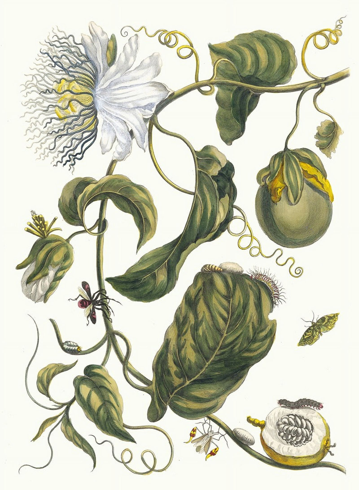 Marquiaas poster print by Maria Sibylla Merian, showcasing vibrant nature art.
