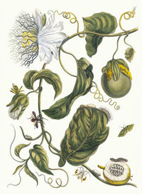 Marquiaas poster print by Maria Sibylla Merian, showcasing vibrant nature art.