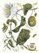 Marquiaas poster print by Maria Sibylla Merian, showcasing vibrant nature art.