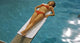 Gene Tierney laying on a diving board in an orange bikini photo print