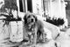 Benji the Dog Photo Print showcasing a charming canine portrait.