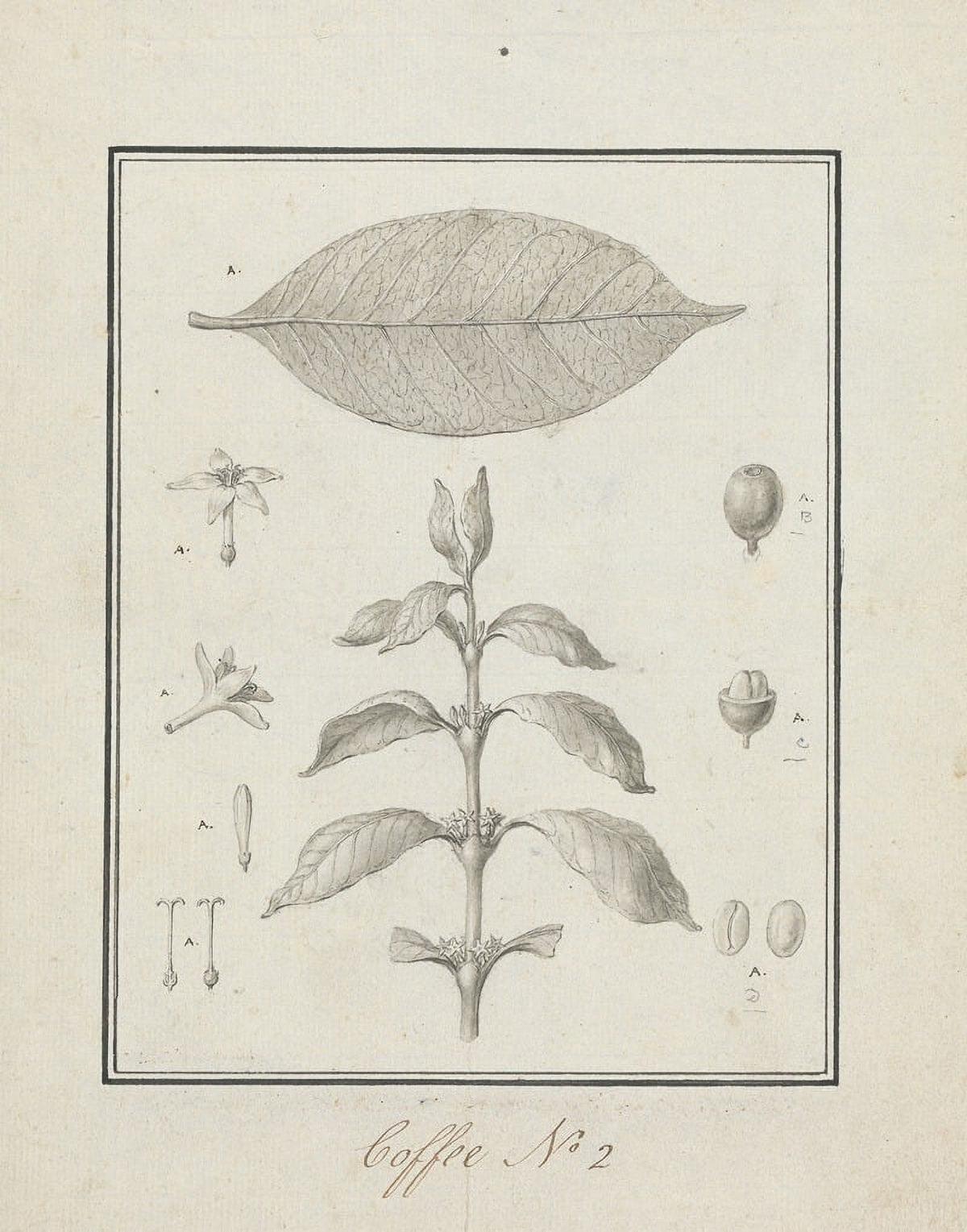 Coffea Arabica Poster Print by Luigi Balugani showcasing the beauty of the coffee plant.