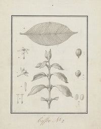 Coffea Arabica Poster Print by Luigi Balugani showcasing the beauty of the coffee plant.