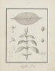 Coffea Arabica Poster Print by Luigi Balugani showcasing the beauty of the coffee plant.