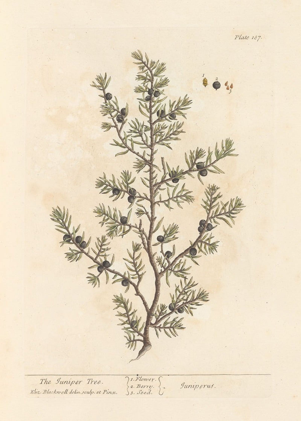 The Juniper Tree poster print by Elizabeth Blackwell