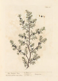 The Juniper Tree poster print by Elizabeth Blackwell