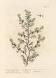 The Juniper Tree poster print by Elizabeth Blackwell
