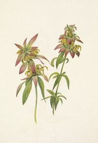 Spotted Beebalm poster print by Mary Vaux Walcott, showcasing Monarda punctata.