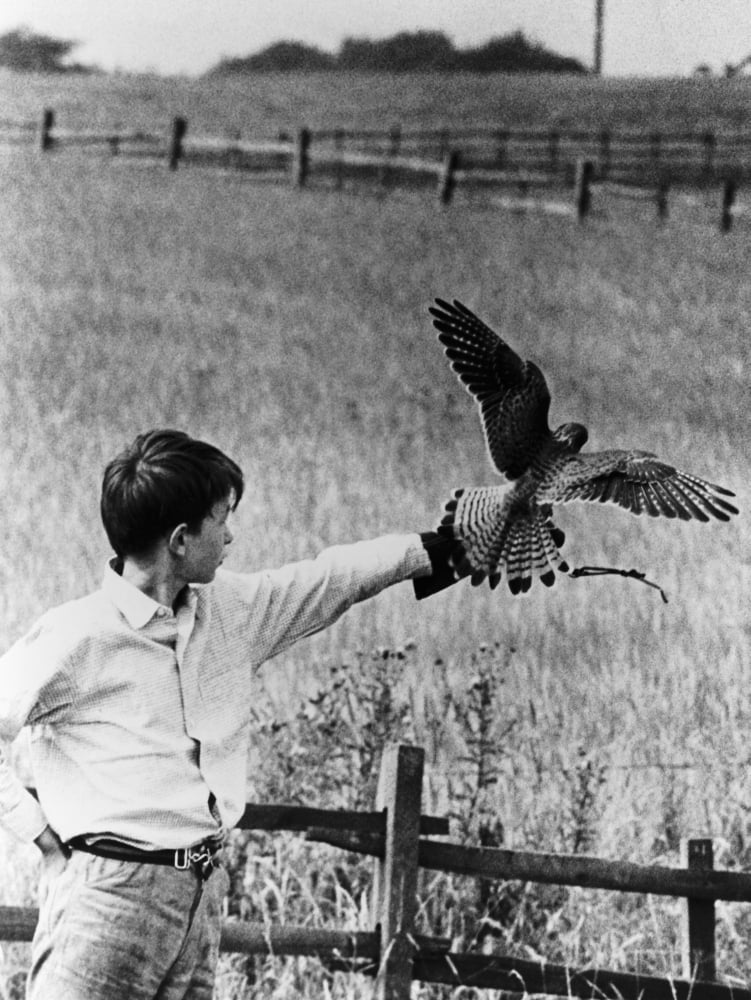 Kes Photo Print available in multiple sizes
