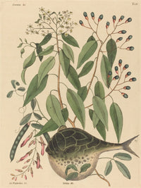 Globe Fish (Tetrodon lagocephalus) art print by Mark Catesby