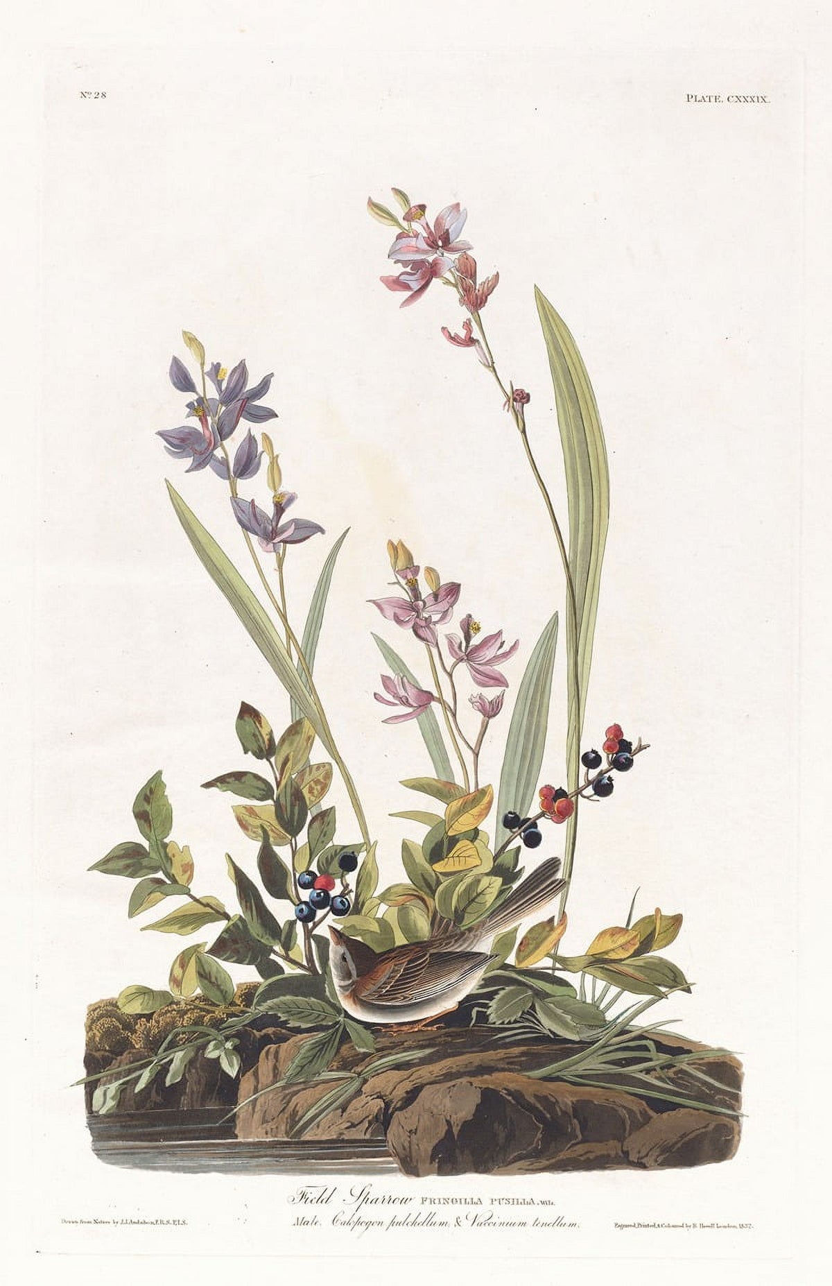 Field Sparrow Poster Print by John James Audubon - 18x24