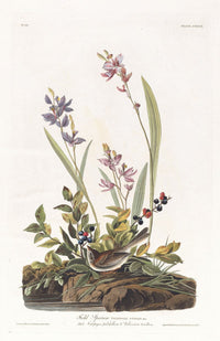 Field Sparrow Poster Print by John James Audubon - 18x24