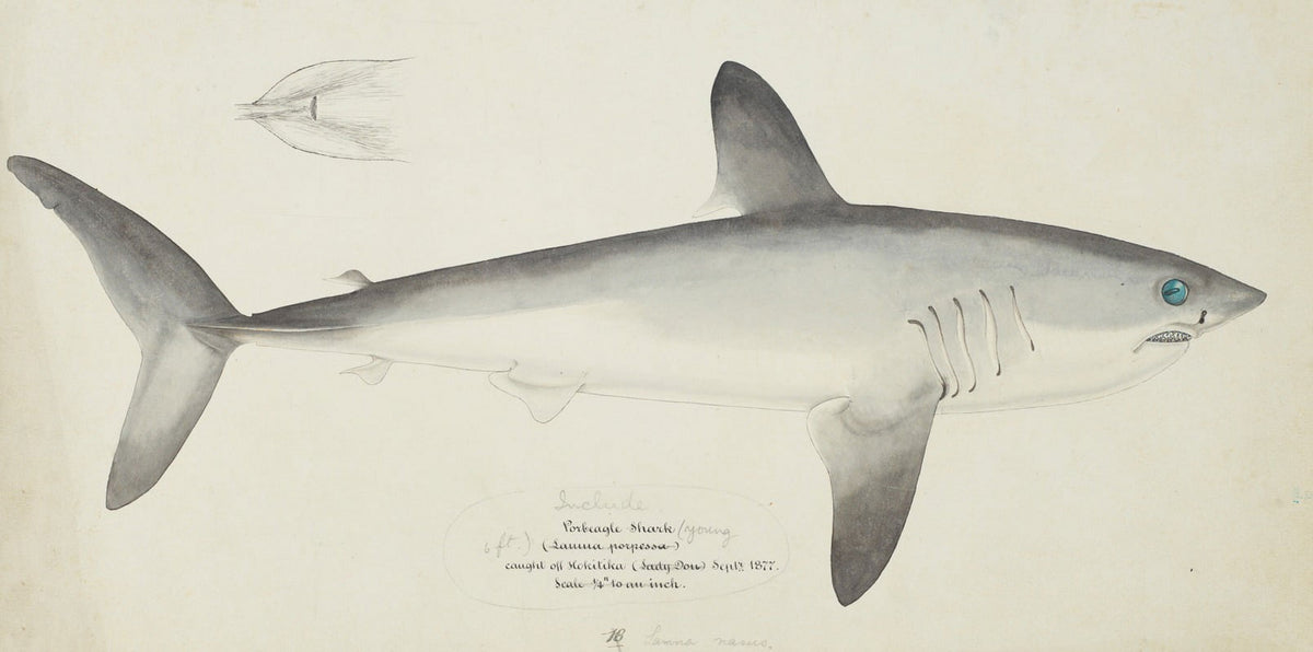 Porbeagle shark poster print by Frank Edward Clarke, 1877 artwork.