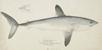 Porbeagle shark poster print by Frank Edward Clarke, 1877 artwork.