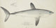 Porbeagle shark poster print by Frank Edward Clarke, 1877 artwork.