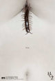 The Human Centipede II (Full Sequence) Movie Poster 27x40.