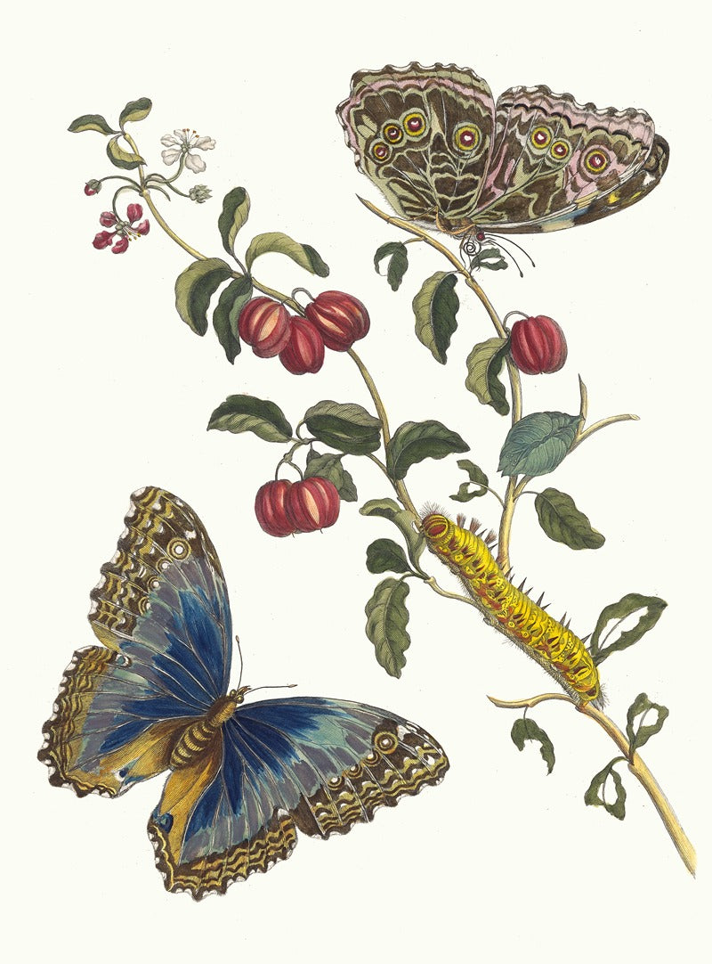 Cerises d'Amérique (1705) art print by Maria Sibylla Merian, showcasing detailed cherries on premium paper.