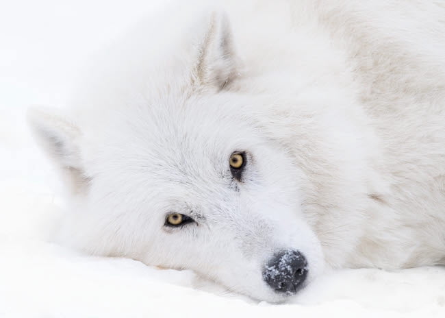 White Wolfdog Portrait Photo Print from Yamnuska Sanctuary, Alberta