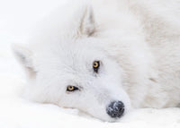 White Wolfdog Portrait Photo Print from Yamnuska Sanctuary, Alberta