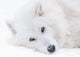 White Wolfdog Portrait Photo Print from Yamnuska Sanctuary, Alberta