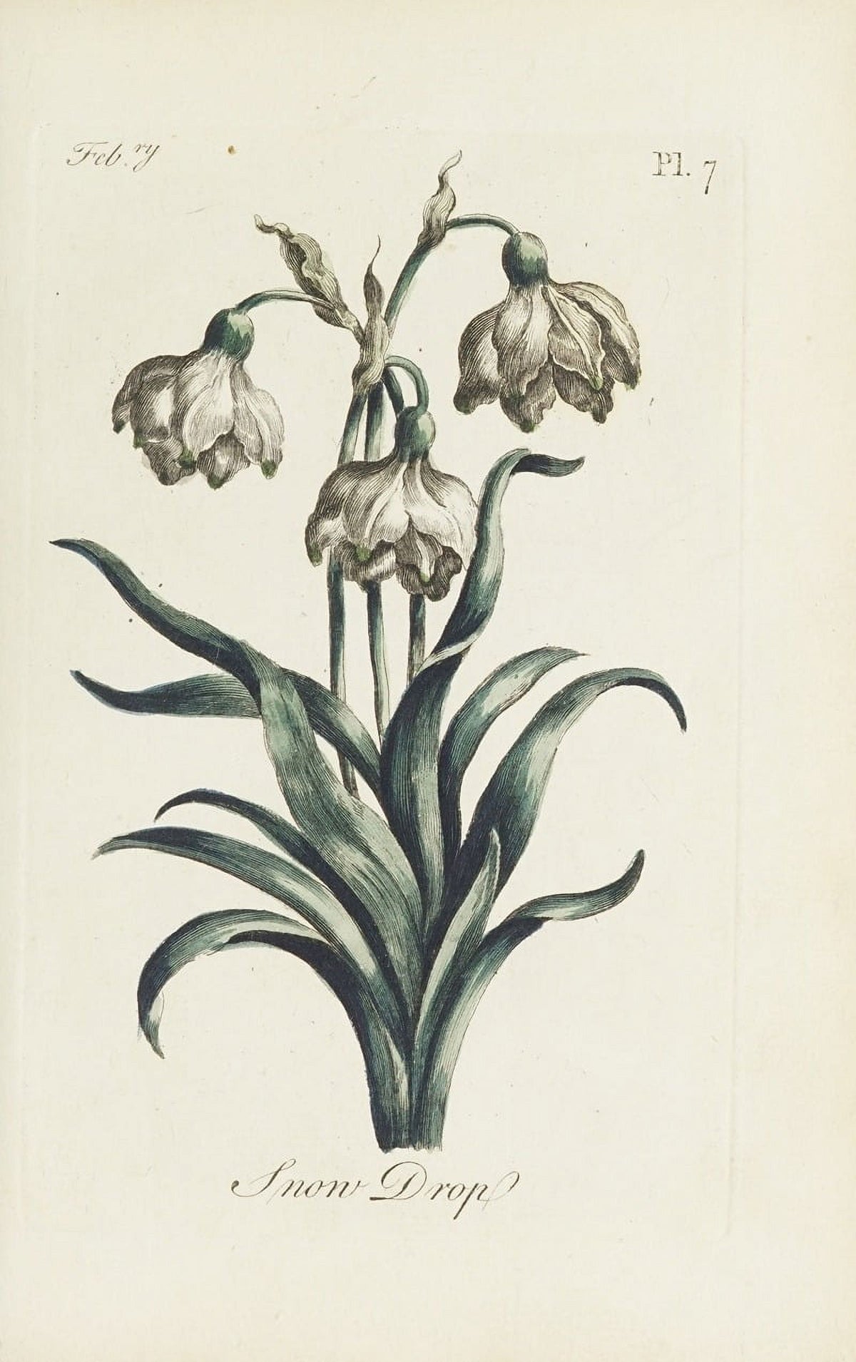 Snow Drop Floral Poster Print by Carington Bowles