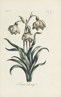 Snow Drop Floral Poster Print by Carington Bowles