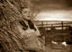 The Wizard of Oz Photo Print showcasing Dorothy and her friends