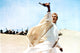 Lawrence Of Arabia Peter O'Toole 1962 Photo Poster Print