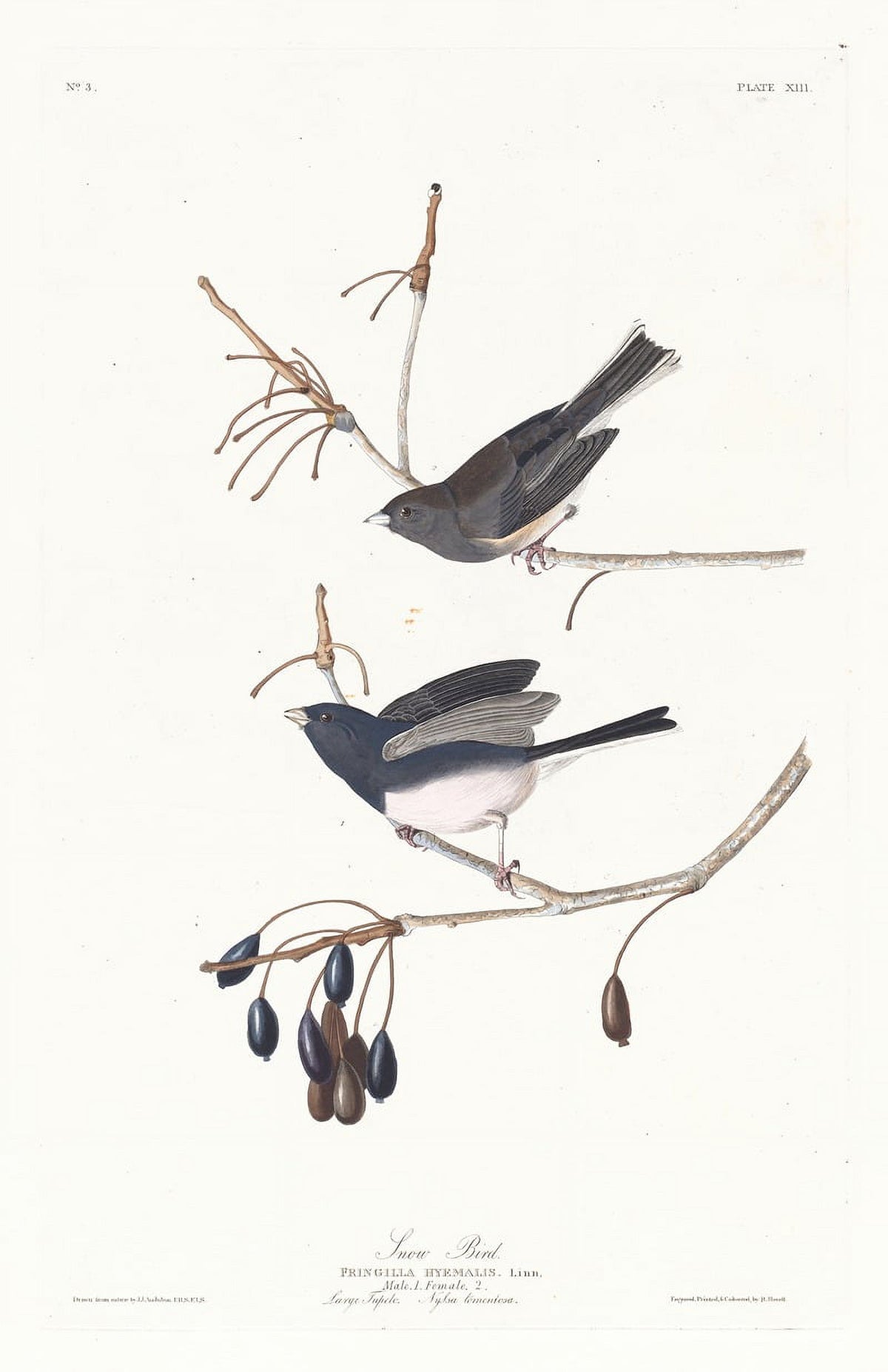 Snow Bird art print by John James Audubon, 18x24 size.