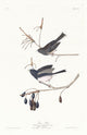 Snow Bird art print by John James Audubon, 18x24 size.
