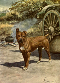 Bushveld 1913 'Jock' Poster Print by Edmund Caldwell - 8x10