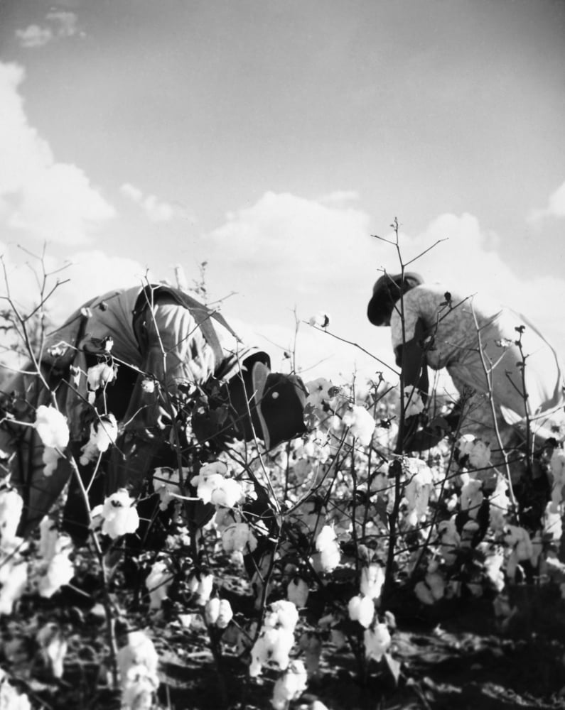 Cotton Picking photograph poster print featuring cotton pickers in the American South