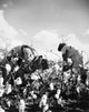 Cotton Picking photograph poster print featuring cotton pickers in the American South