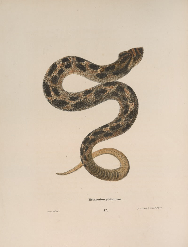 Heterodon Platirhinos Snake Poster Print by John Edwards Holbrook