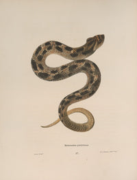 Heterodon Platirhinos Snake Poster Print by John Edwards Holbrook