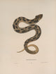 Heterodon Platirhinos Snake Poster Print by John Edwards Holbrook