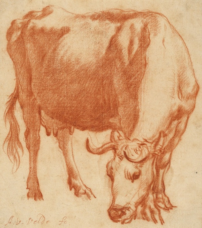 A Cow Grazing fine art print by Adriaen van de Velde, peaceful rural landscape
